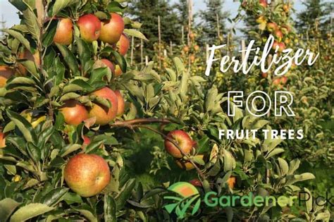 Best Fertilizer For Fruit Trees | [Reviews & Buying Guide]