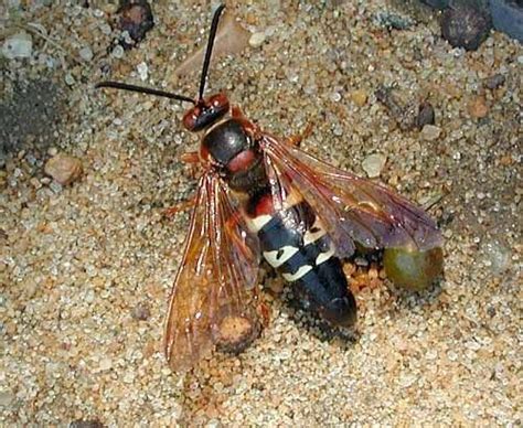 Wasp | Description, Types, Solitary, Social, Parasitoid, Examples ...