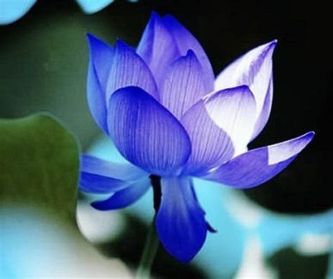 Blue Chinese Lotus Seeds Nelumbo Nucifera Water Lily Pond Garden | eBay