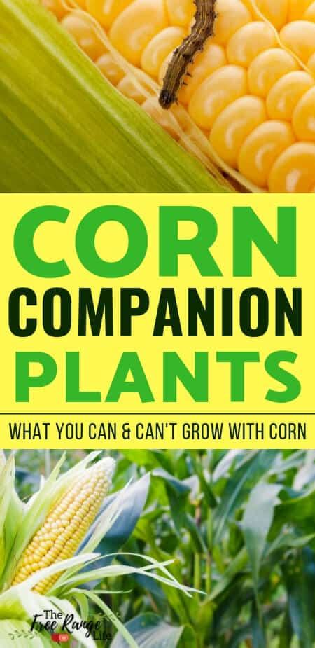 The Best Corn Companion Plants For Your Vegetable Garden