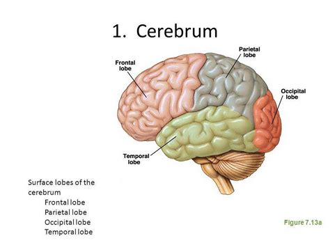 Neuro4Kids | The Cerebrum – Neuro4Kidz – Medium