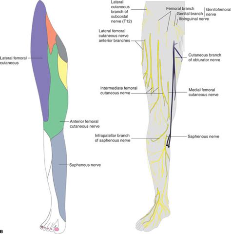 Lateral Femoral Cutaneous Nerve Dermatome