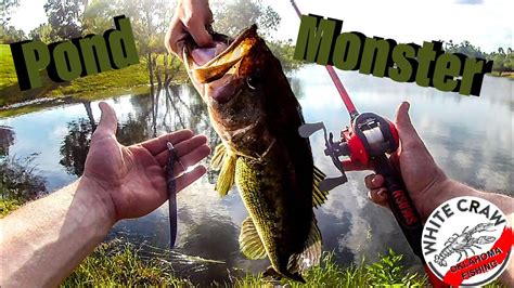 Catching a Pond Monster - YouTube