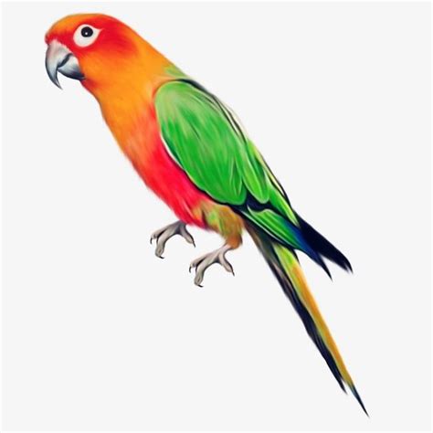 Parrot Pictures PNG Images, Parrot Clipart, Parrot, Hand Painted Parrot ...