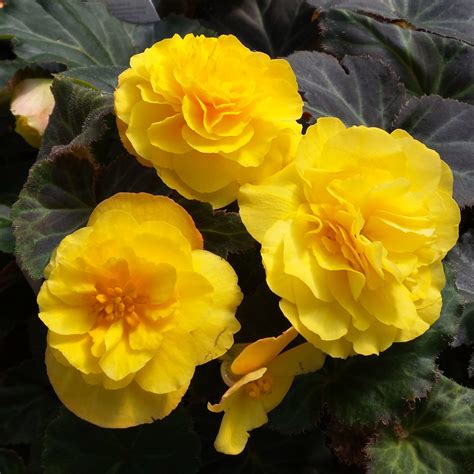 Begonia NONSTOP® Mocca Yellow - Order Online