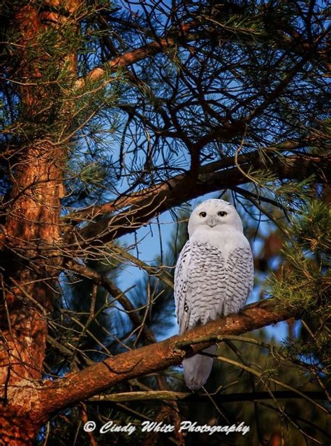 Snowy White Owl in Michigan | Owls in michigan, Winter bird, Owl