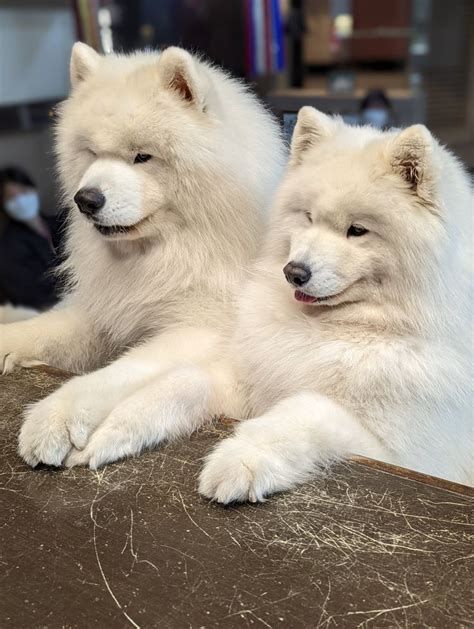 Samoyed Cafe Seoul | Aesthetic korea, Samoyed, Seoul korea