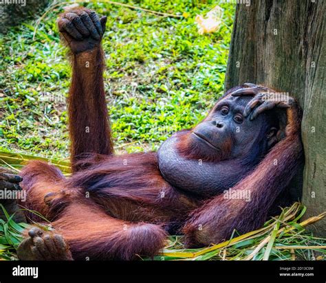 Animals in the Singapore Zoo Stock Photo - Alamy