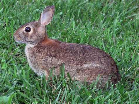 Eastern Cottontail - Sylvilagus floridanus - NatureWorks