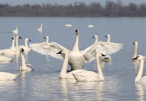 Tundra Swan - A-Z Animals