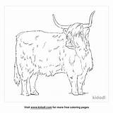 Printable Highland Cow Coloring Pages  Free Templates sketch template