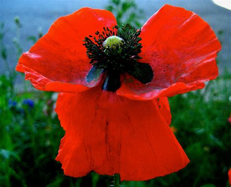 Poppy | Description, Major Species, Uses, & Facts | Britannica