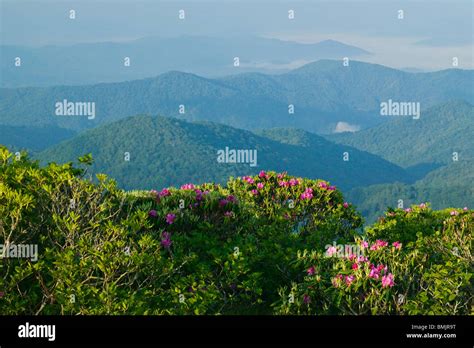 Rhododendron in a mountain scenery Stock Photo - Alamy