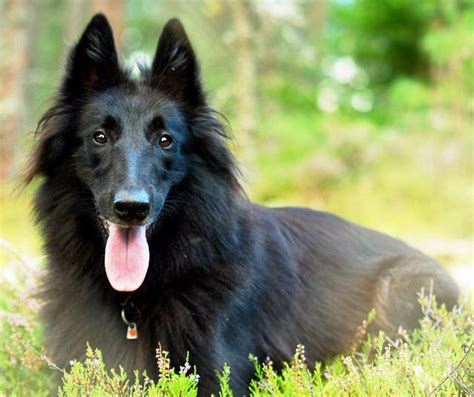 About Dog Belgian Sheepdog: Training Your Belgian Sheepdog to Listen to You