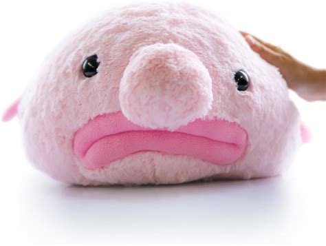 Amazon.co.jp: Stuffed Blobfish Plush : Toys & Games