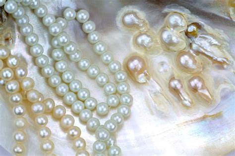 types-of-pearls-with-shell | Pearl Wise