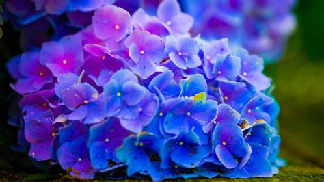 Purple Blue Flowers Flowers HD desktop wallpaper : Widescreen : High ...