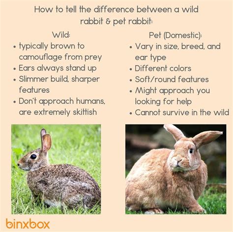 A good visual for identifying domestic rabbits vs. wild : r/Rabbits