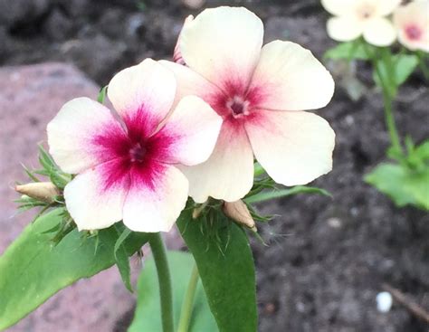 Phlox drummondii | QJURE.com