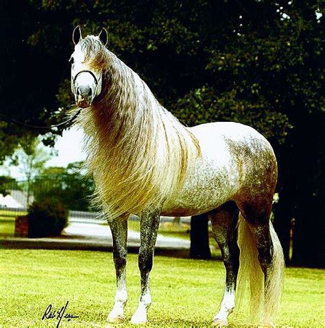 #RAZASDECABALLOS CABALLOS ANDALUCES Región de Origen: España, Andalucía Características ...