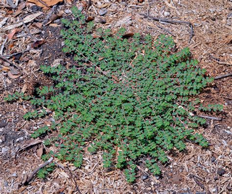 What is Spurge | Spurge Weed Identification Guide