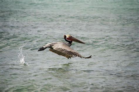 Pelican while flying 18752233 Stock Photo at Vecteezy