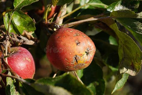 Apple scab disease stock photo. Image of cell, fungi - 203502700