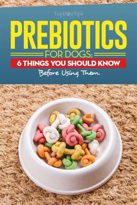 Prebiotics for Dogs: 6 Things You Must Know About Them