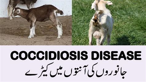 Coccidiosis disease|Coccidia in Goats|Treating Goat Coccidia|Goat Kids ...