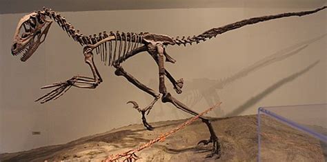 Deinonychus - Wikipedia