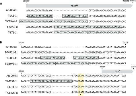 Repeated emergence of mutations within and proximal to genes encoding... | Download Scientific ...