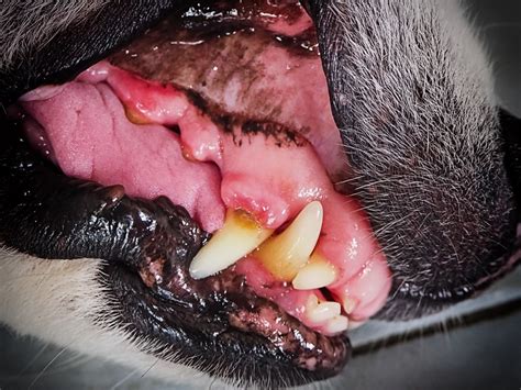 What Do Healthy Dog Gums Look Like? - PuppyLists