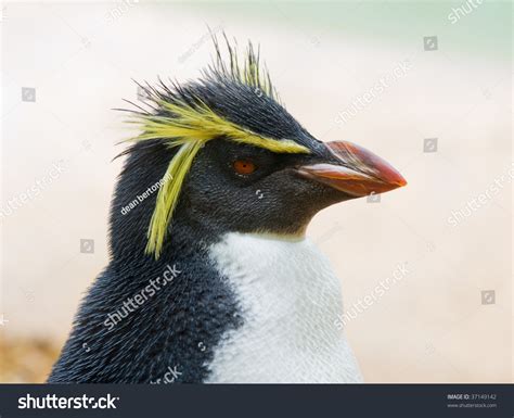 1,674 Crested penguin Images, Stock Photos & Vectors | Shutterstock