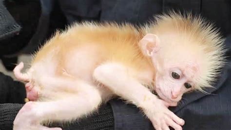 Baby Pigtail Macaque