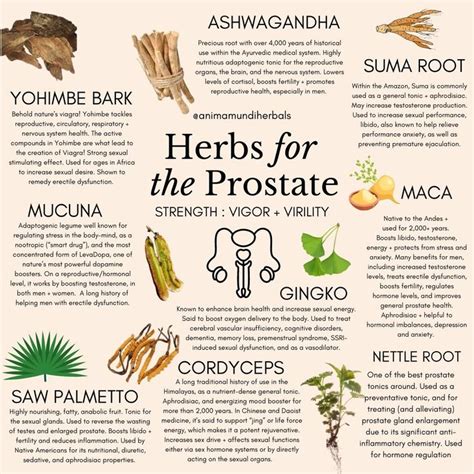 Herbs for the Prostate, Strength + Stamina | Herbs for health, Herbs ...