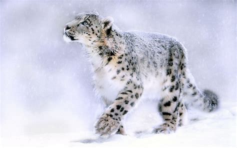 Snow Leopard Wallpapers - Wallpaper Cave