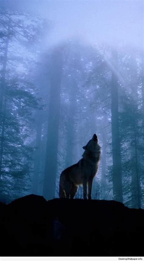 Wolf Phone Wallpapers - Wallpaper Cave