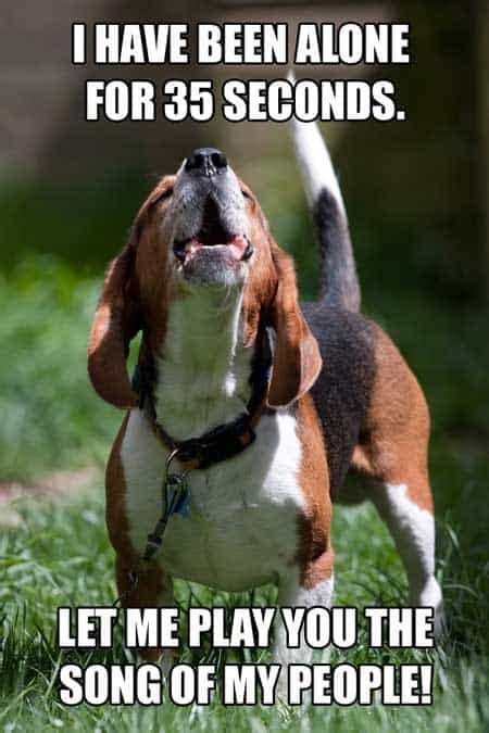 Account Suspended | Beagle funny, Beagle dog, Cute beagles