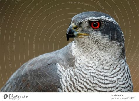 Northern Goshawk Nature - a Royalty Free Stock Photo from Photocase