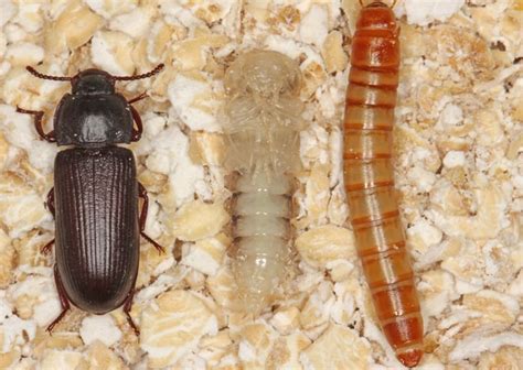 Mealworms vs Black Soldier Fly Larvae - The Happy Chicken Coop