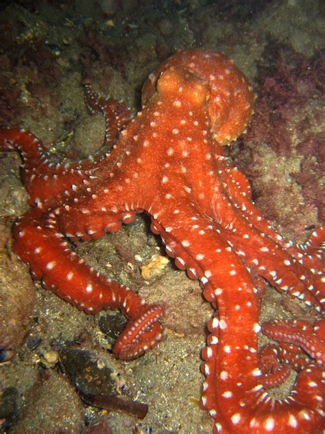 Callistoctopus macropus - Wikipedia