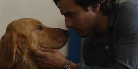 All About the Dogs Who Play Enzo in ‘The Art of Racing in the Rain’ | Movie Paws