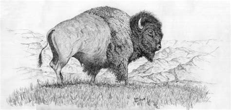 sketching buffalo | Buffalo Pencil Drawing | Art | Pinterest ...