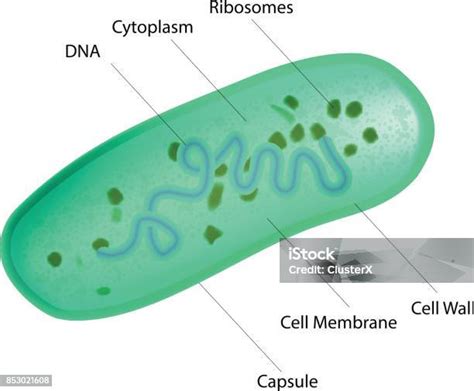 Lactobacillus Bacteria Structure Stock Illustration - Download Image ...