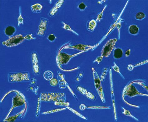 Types of Plankton | HubPages