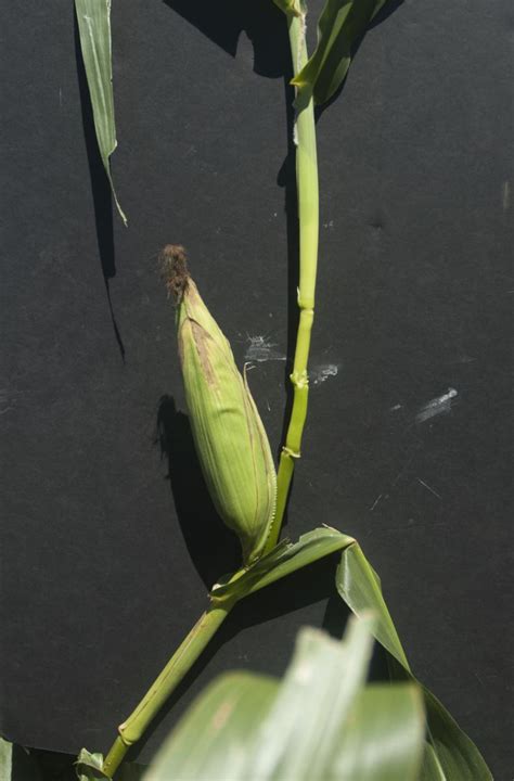 Corn Ear Formation Issues Likely Correlated With the Loss of the Primary Ear Node | CropWatch ...