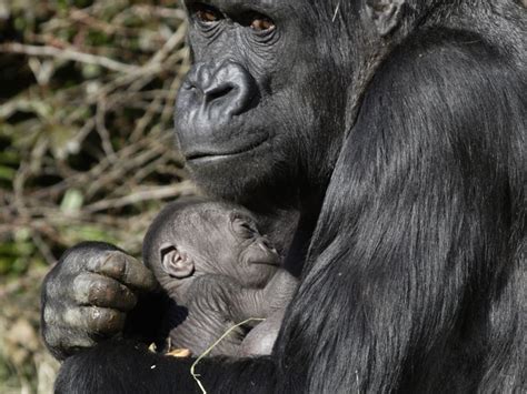 Zoo's Baby Gorilla is a Girl | Smithsonian