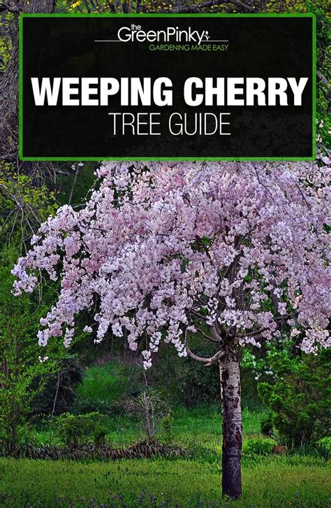 Weeping Cherry Tree: Everything You Need to Know | Weeping cherry tree ...