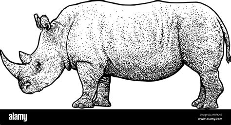 Nashorn-Illustration, Zeichnung, Gravur, Tinte, Strichzeichnungen, Vektor Stock-Vektorgrafik - Alamy