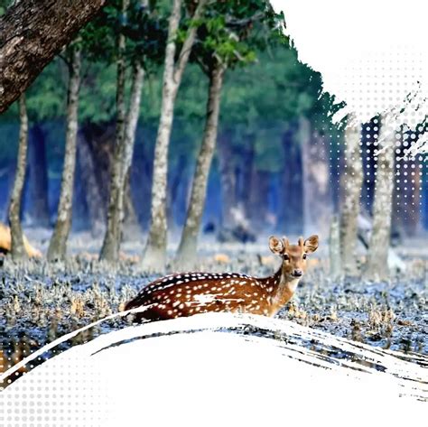 Sundarban Tour Packages - Sundarban Jungle Trip